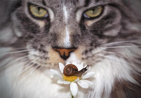 Фото Мордочка кота перед ромашкой с улиткой, by Alexandra
