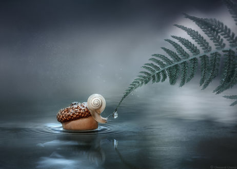 Фото Улитка у капли воды на стебельке с листочками. Фотограф Александр Чорный