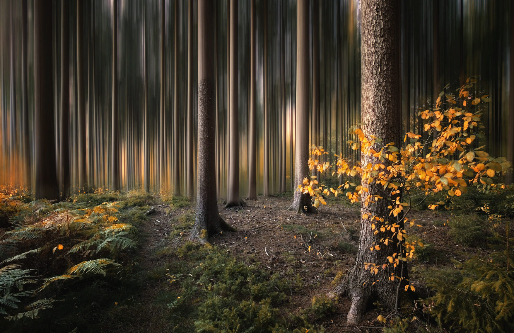 Фото Осенний лес, фотограф Carsten Meyerdierks