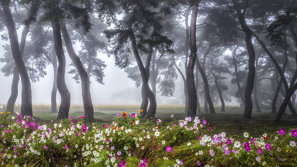 Фото Цветущая космея перед деревьями. Фотограф Tiger Seo