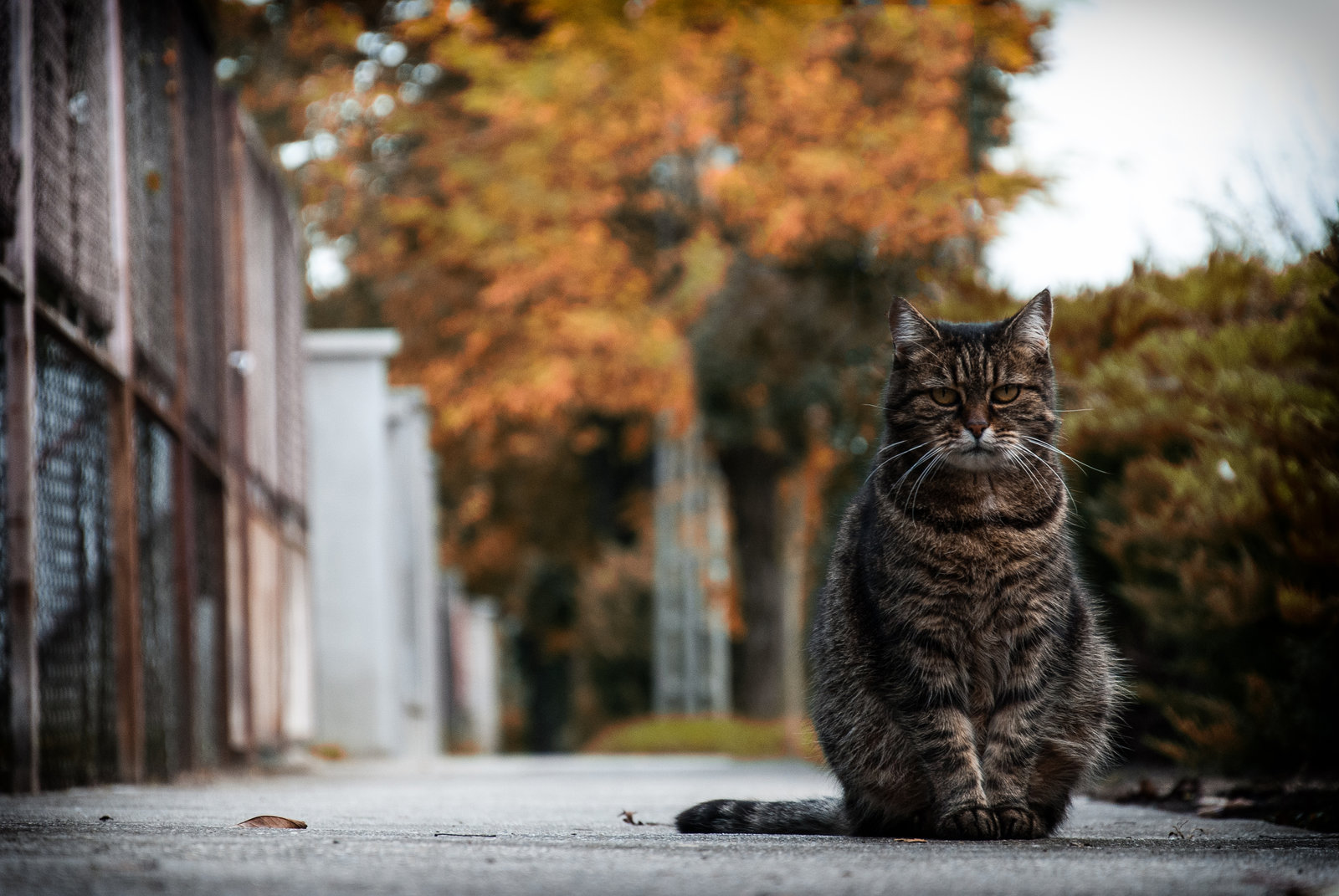 Фото Кошка сидит на улице города, by adamcroh