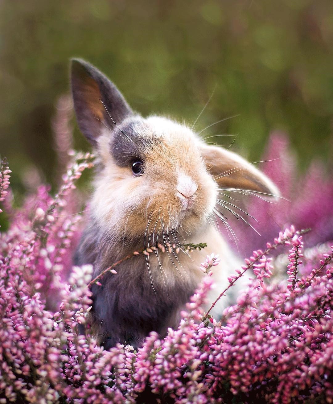 Самый милый кролик в мире (74 фото)