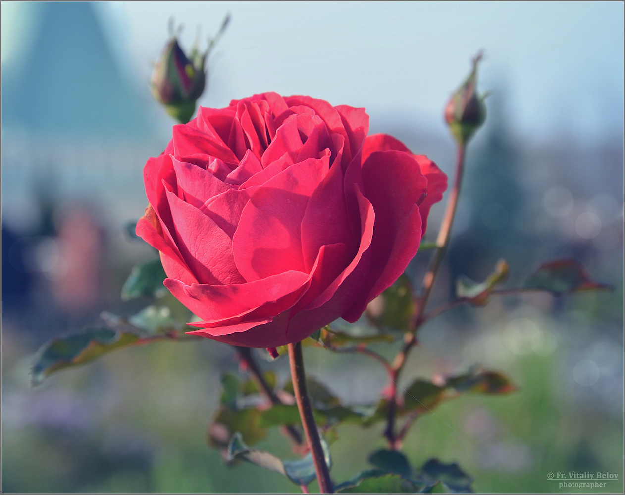 Фото Розовая роза с бутонами, фотограф Optina