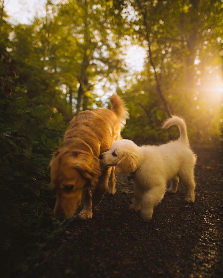 Фото Взрослая собака и щенок породы золотистый ретривер гуляют по лесу