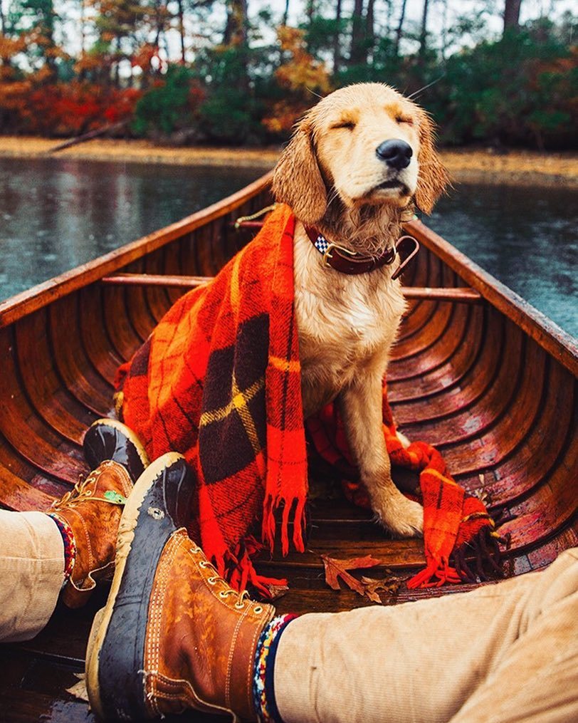 Фото Золотистый ретривер наслаждается легким ветерком, сидя в лодке со своим хозяином
