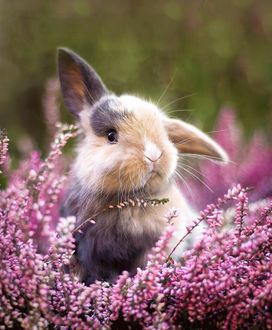 Аватары и картинки с кроликами
