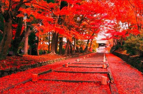 Красивые Фото С Осенними Листьями