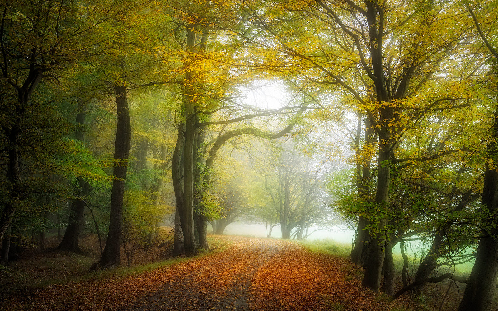 Фото Осенний лес с дорогой, усыпанной листвой. Фотограф Pascal Schirmer