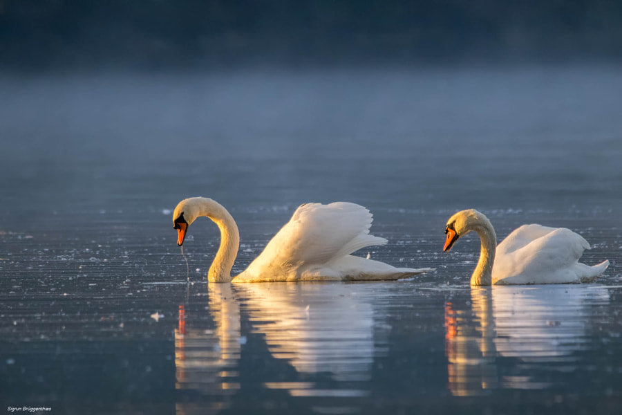 Фото Два лебедя на воде ранним утром, фотограф Sigrun Bruggenthies