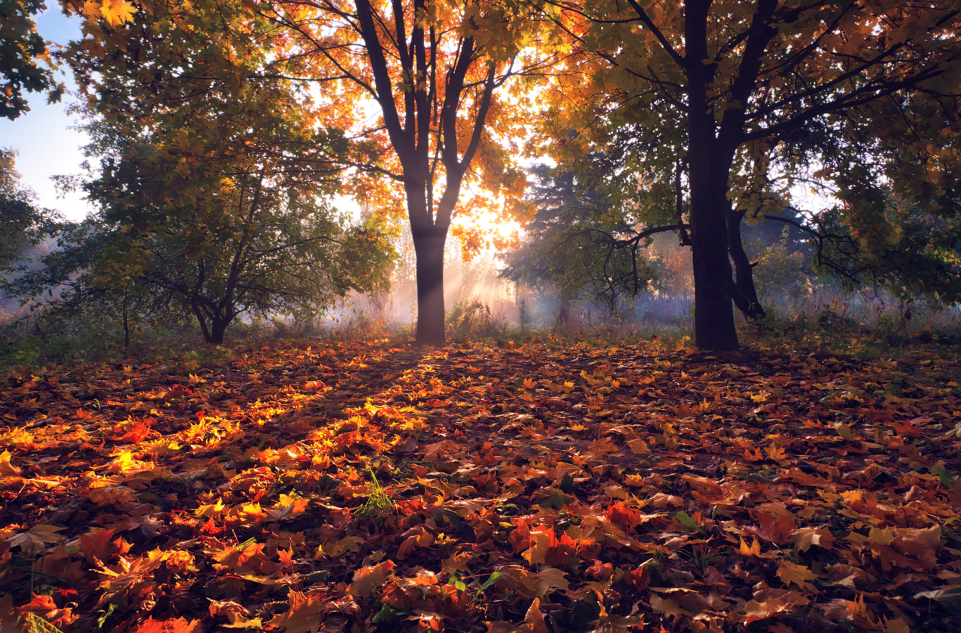 Фото Рыжая осень. Фотограф Сергей Шабуневич