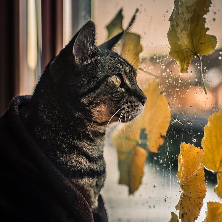Фото Кошка смотрит в окно, на стекле которого осенние листья и капли дождя, by Felicity Berkleef