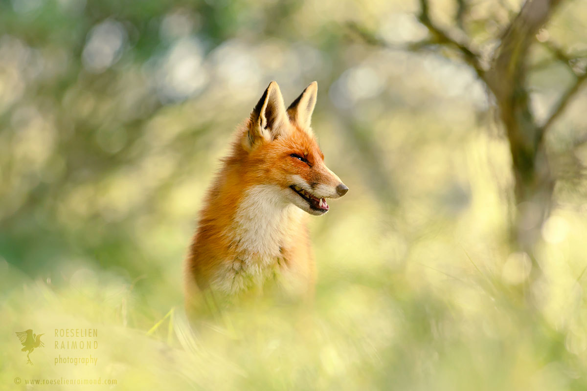 Фото Лиса на размытом фоне природы. Фотограф Roeselien Raimond