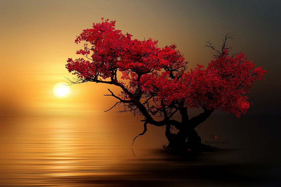 Фото Дерево с красными листьями на фоне заката, by iDs