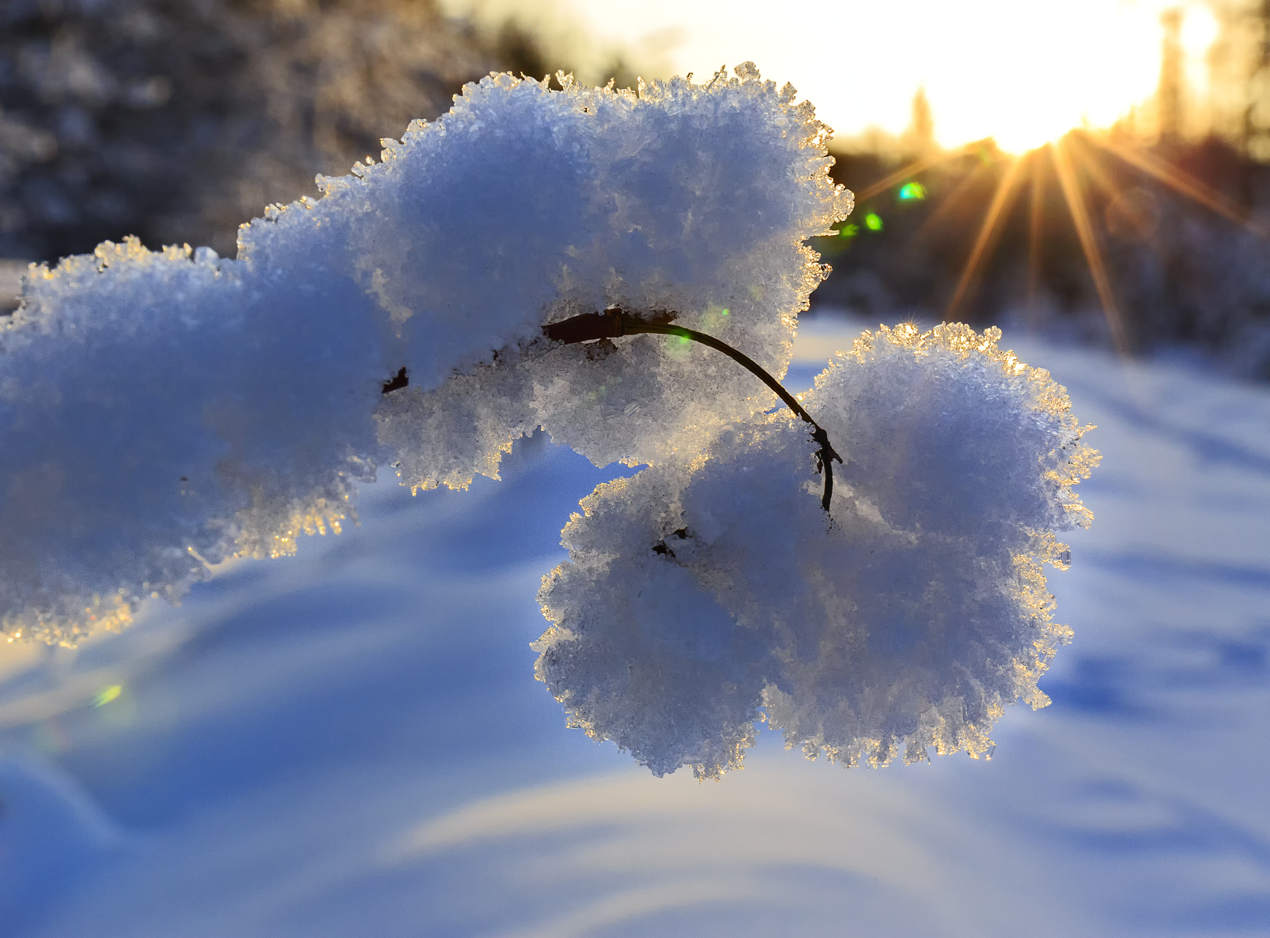  Ветка в снегу. Фотограф Михаил Байбородин