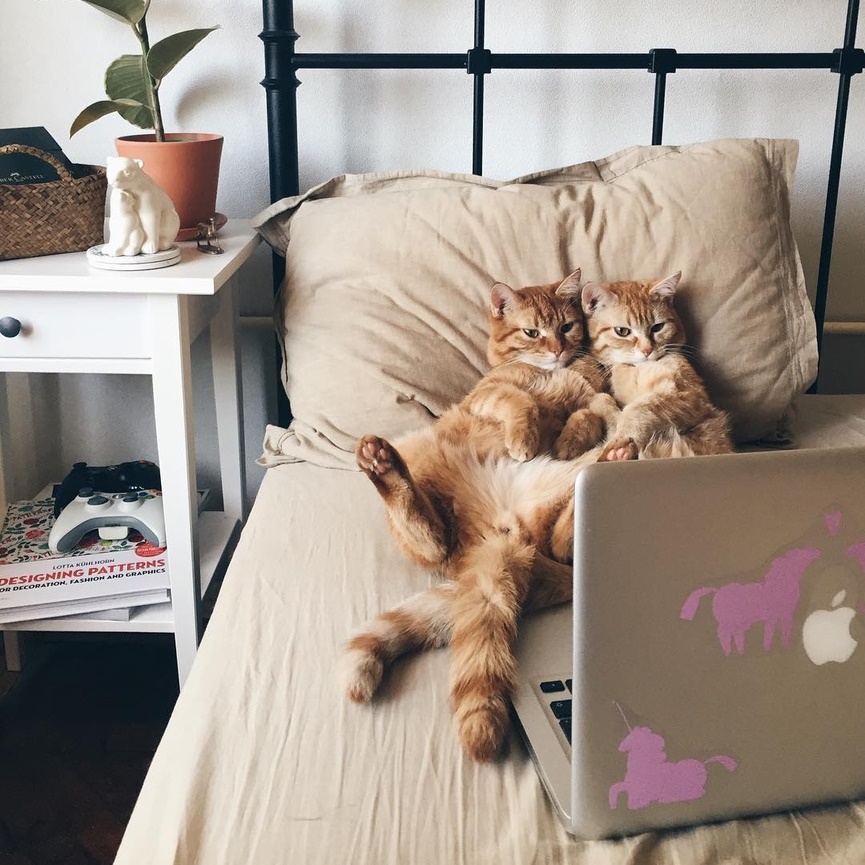 Фото Два рыжих котика лежат в кровати перед макбуком