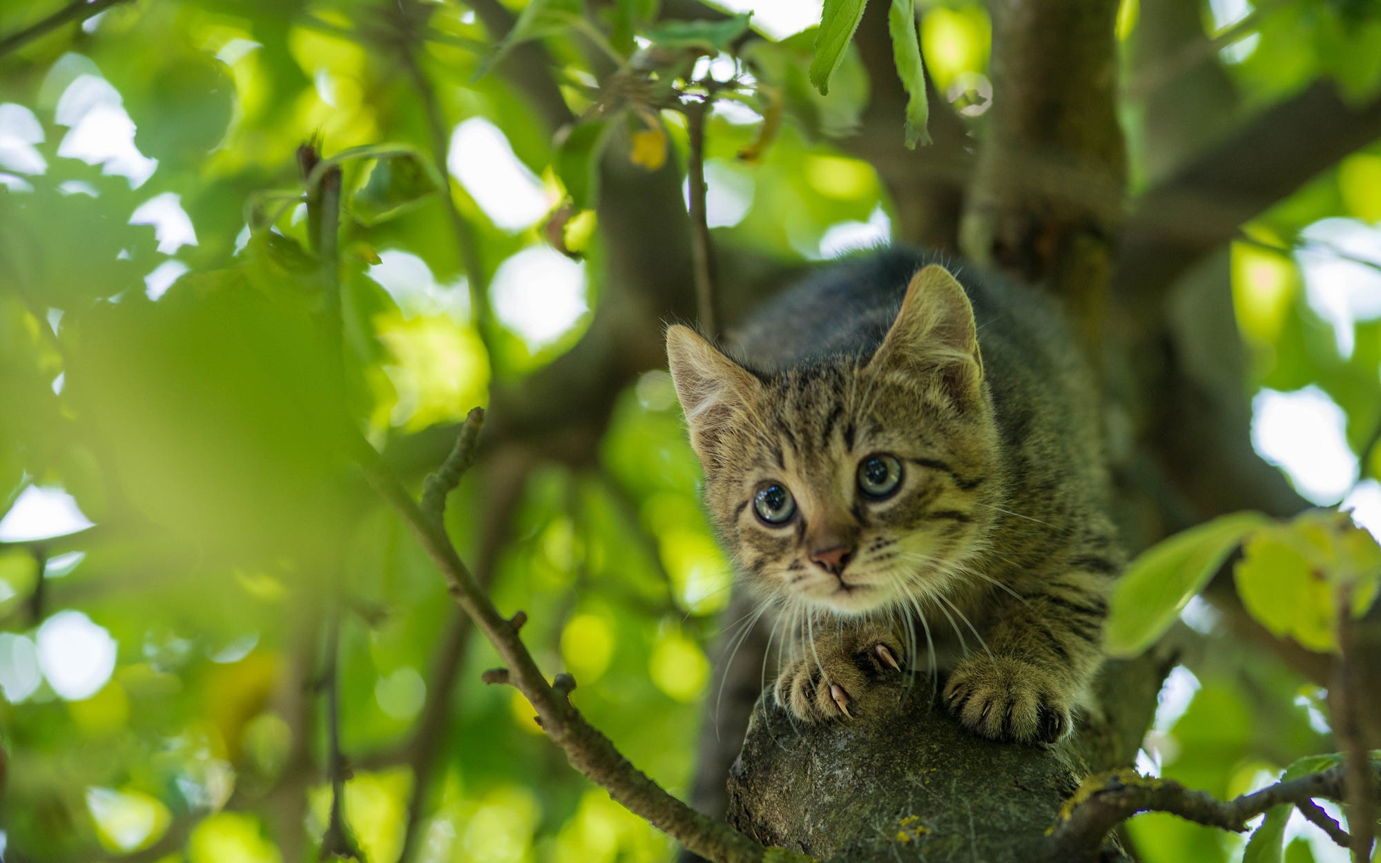 Картинка кот на дереве