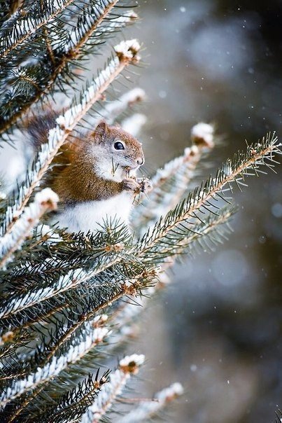 Фото Белочка сидит на заснеженной елке
