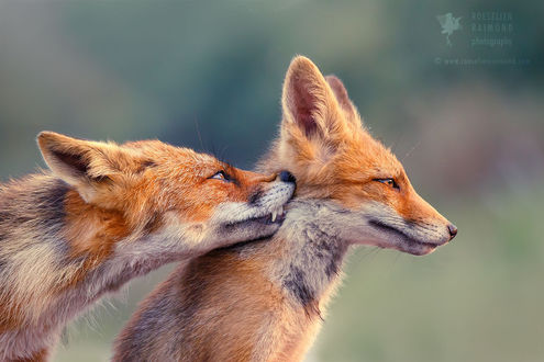 Фото Две рыжие лисы, by Roeselien Raimond