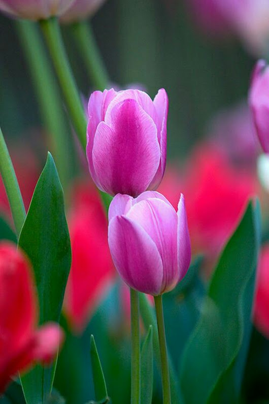 Фото Розовые тюльпаны на размытом фоне