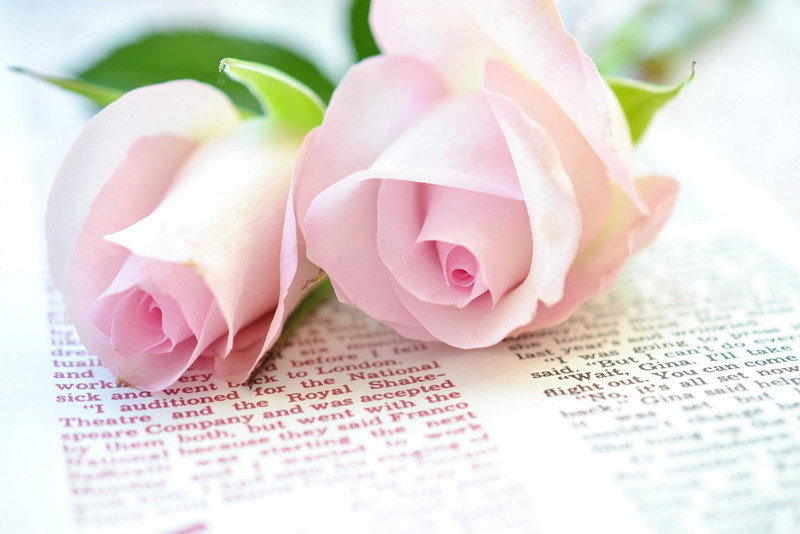 Фото Две розовые розы на открытой книге