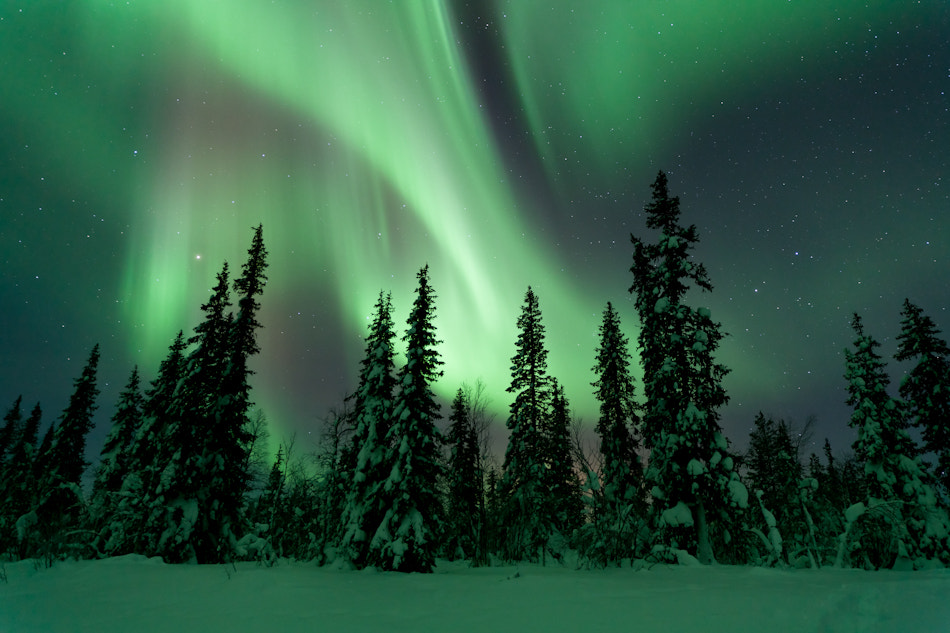 Фото Северное сияние над елями в зимнем лесу, by Philip Eaglesfield