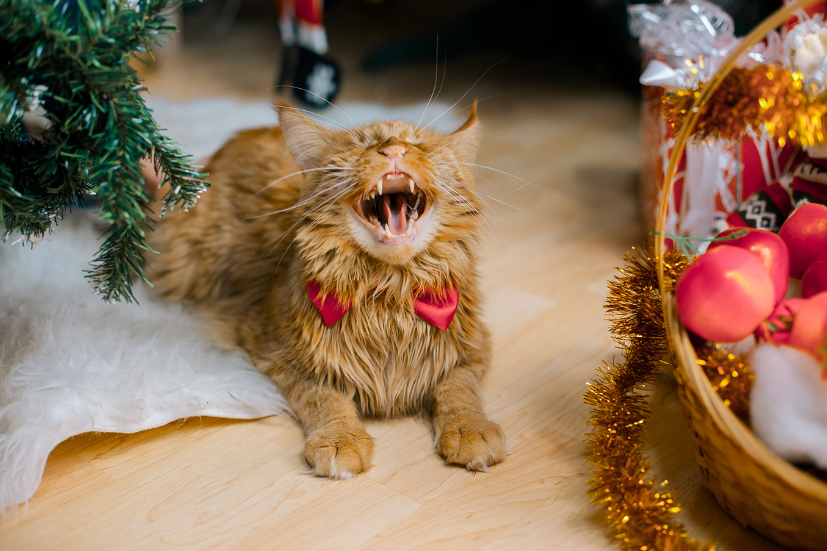 Фото Кричащая кошка лежит на полу у елки и корзины с подарками. Фотограф Светлана Трубанчук
