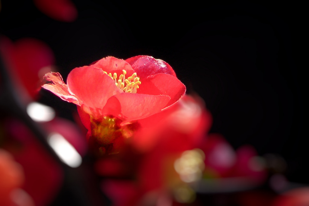 Фото Цветки японской айвы