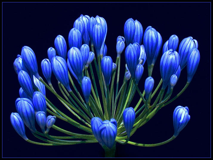 Фото Красивые цветы Agapanthus africanus / Агапантуса африканского