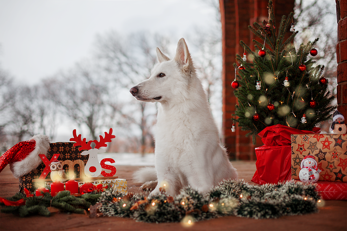 Фото Собака сидит на полу перед новогодними атрибутами, by Lain-AwakeAtNight