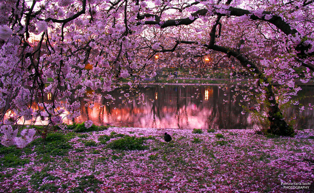 Фото Цветущие весенние деревья сакуры у реки