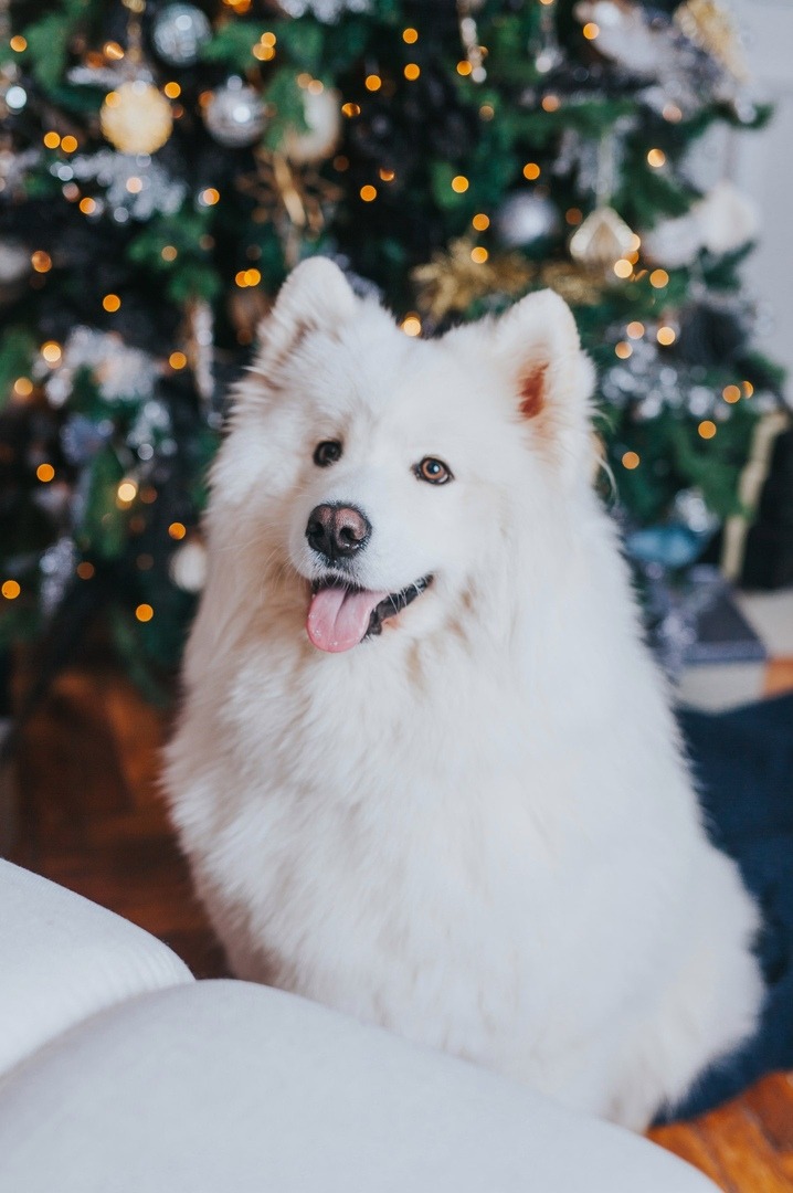 Фото Собака с высунутым языком на фоне новогодней елки