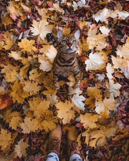 Фото Ног В Осенних Листьях