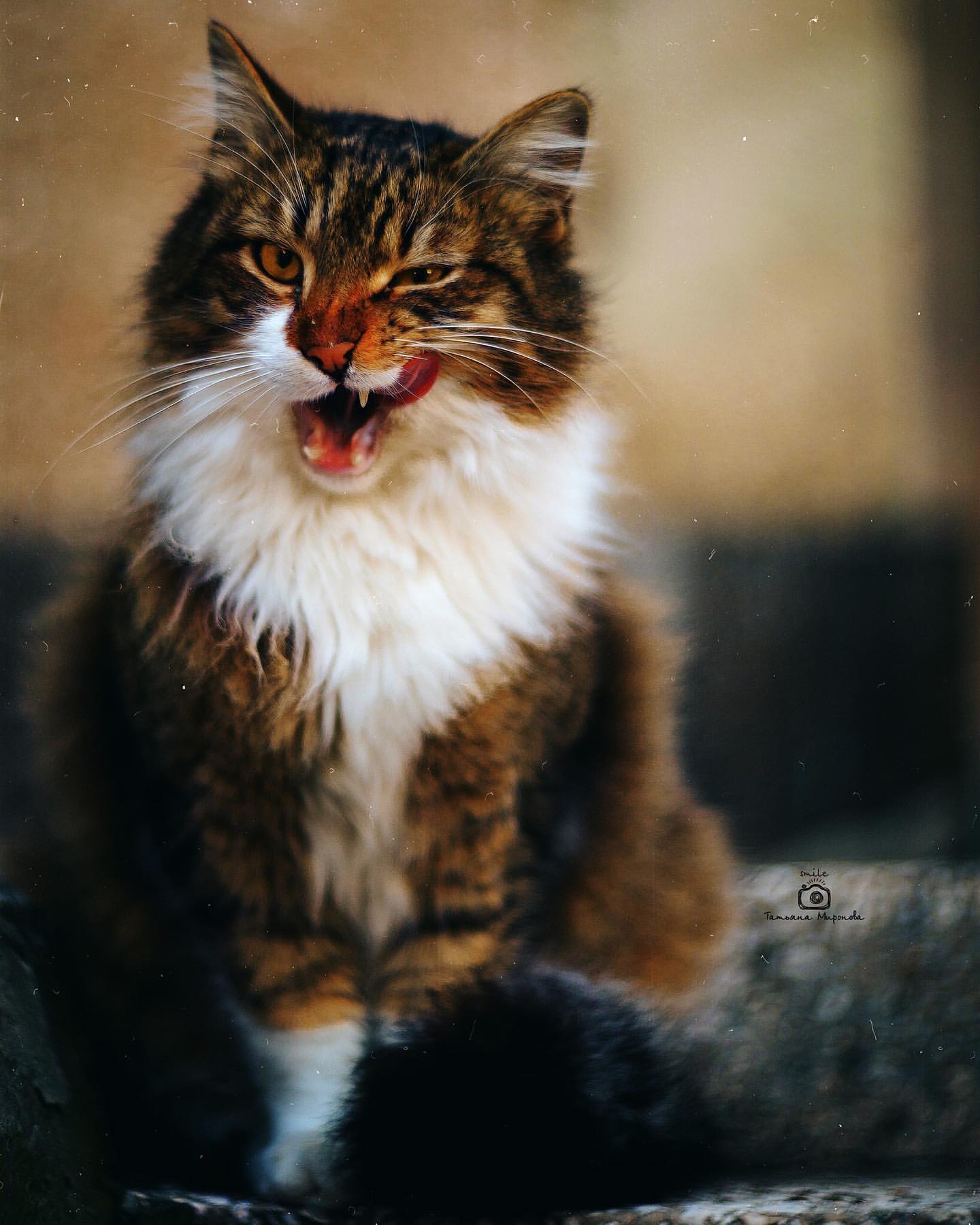 Фото Кошка с высунутым языком, by mironovatanyahoo