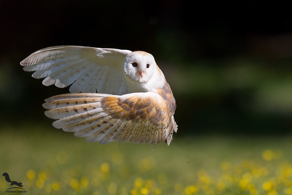 Фото Белая сова в полете, by Stefano Ronchi