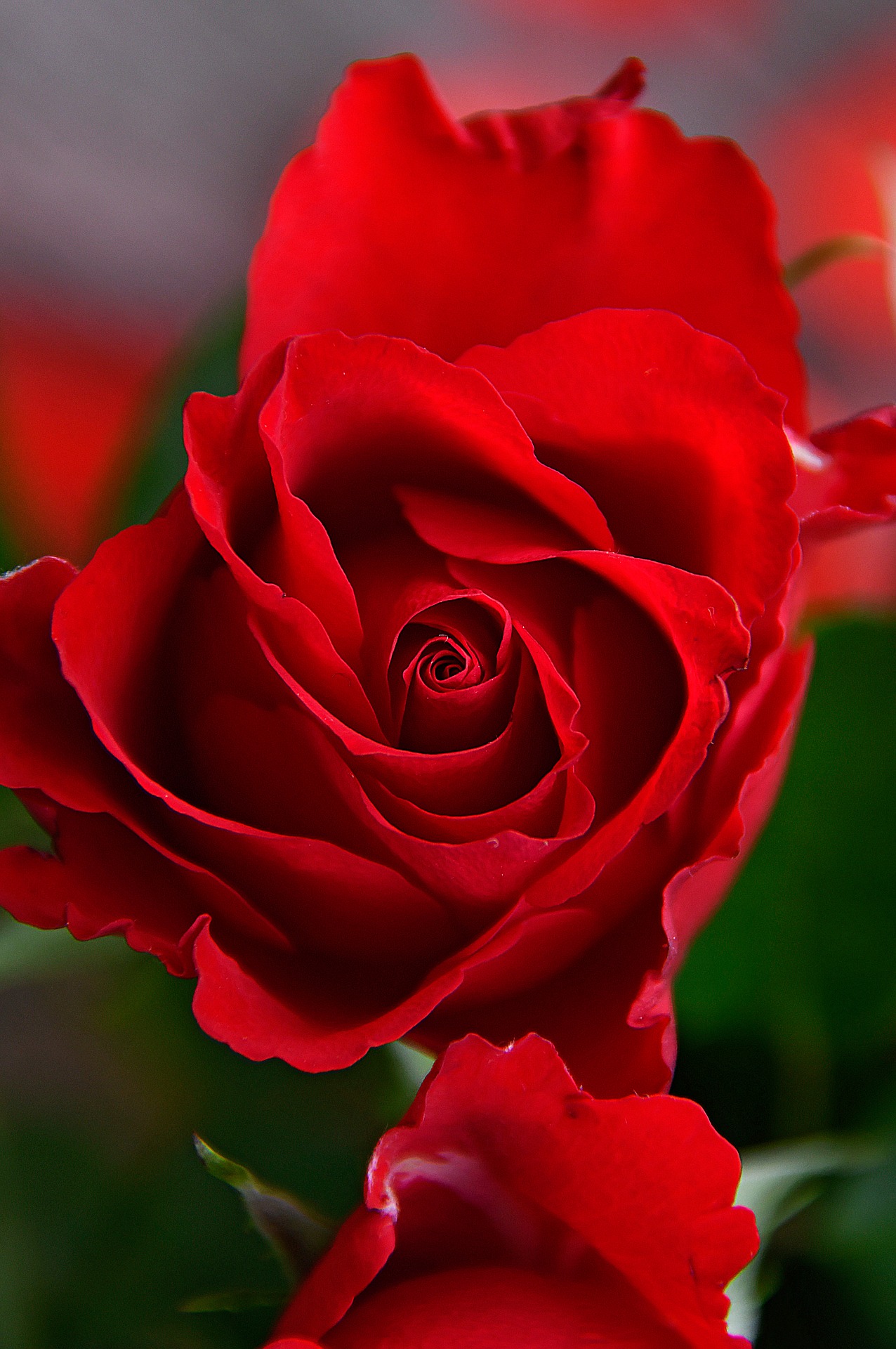 Пероноспороз розы фото