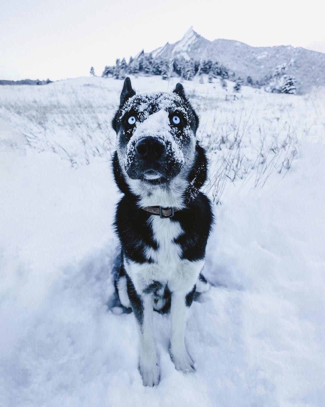 Фото Лайка сидит в снегу, by Im Gonna Be Frank