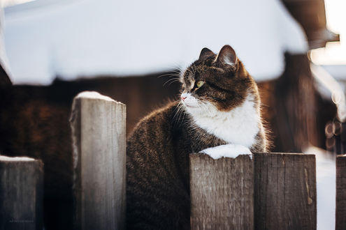 Кошка сидит на столе русский язык