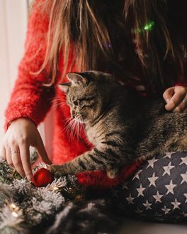 Новогодняя Фотосессия С Котом Новогодняя Фотосессия С Котом