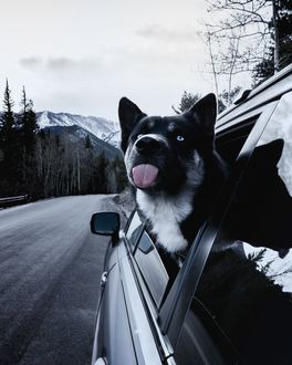 Фото Лайка высунулась из окна авто, by Im Gonna Be Frank