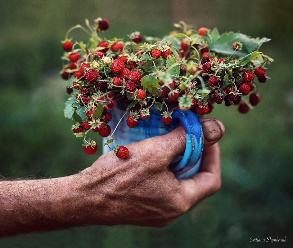 Фото В руке мужчины кружка с земляникой. Фотограф Svitlana Shynkaruk