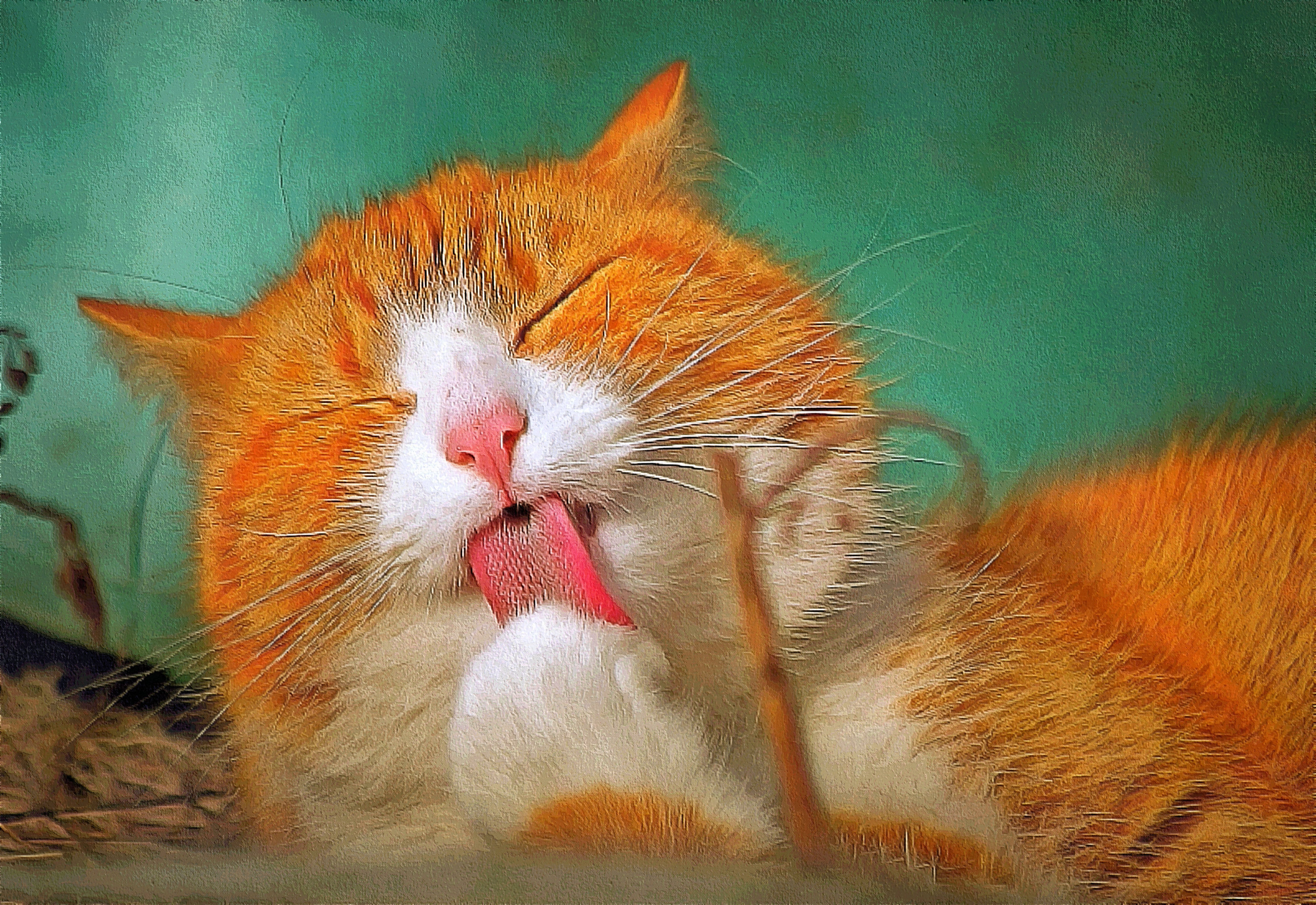 Фото Рыжая кошка лижет лапу, by montag451