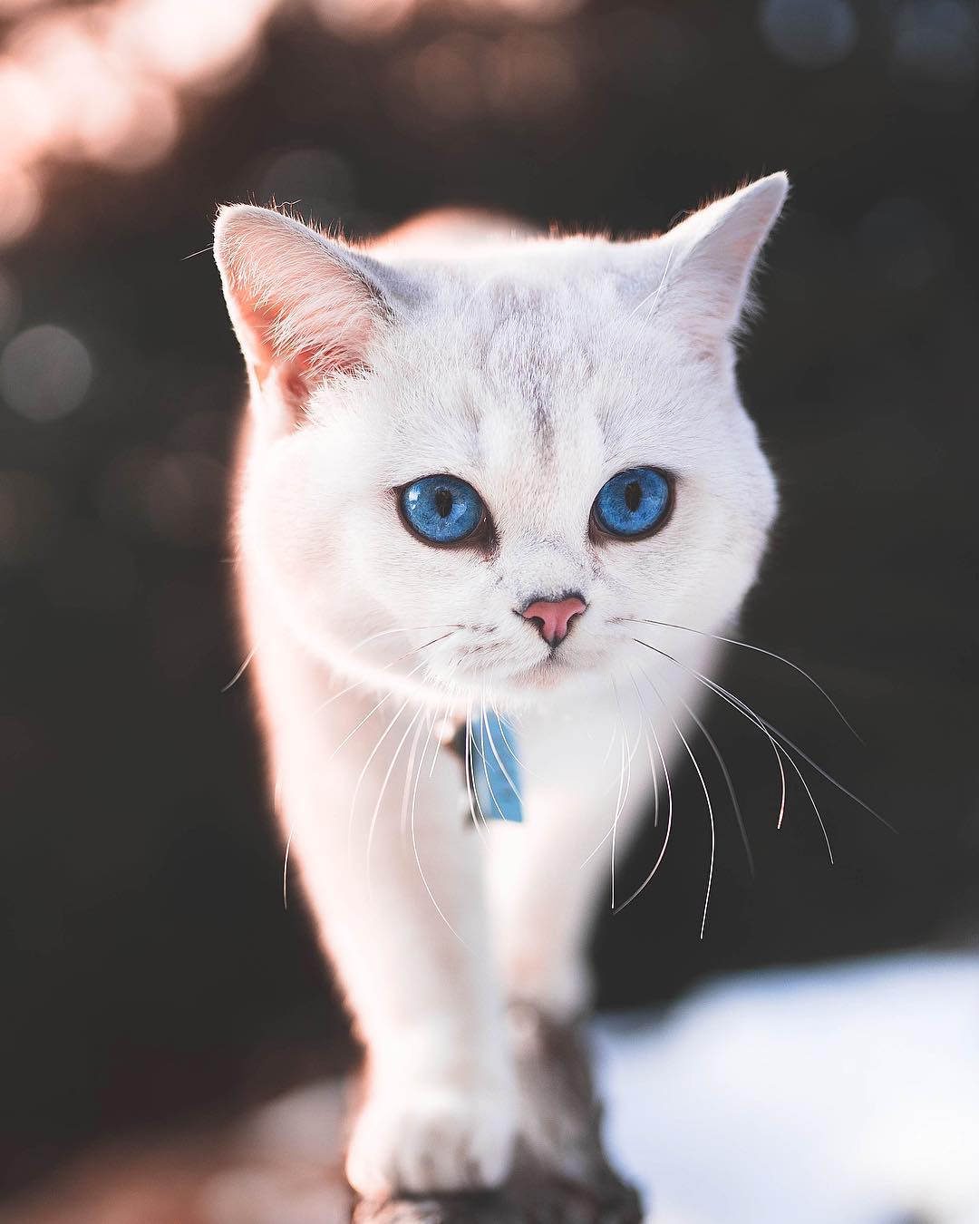 Фото Белая голубоглазая кошечка, by Lyo Cat