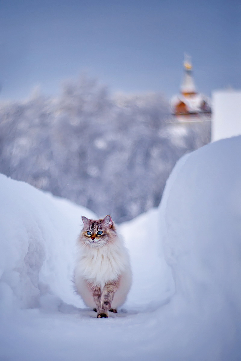 Фото Кошка породы рекдолл на снегу, фотограф Елена Соловьева