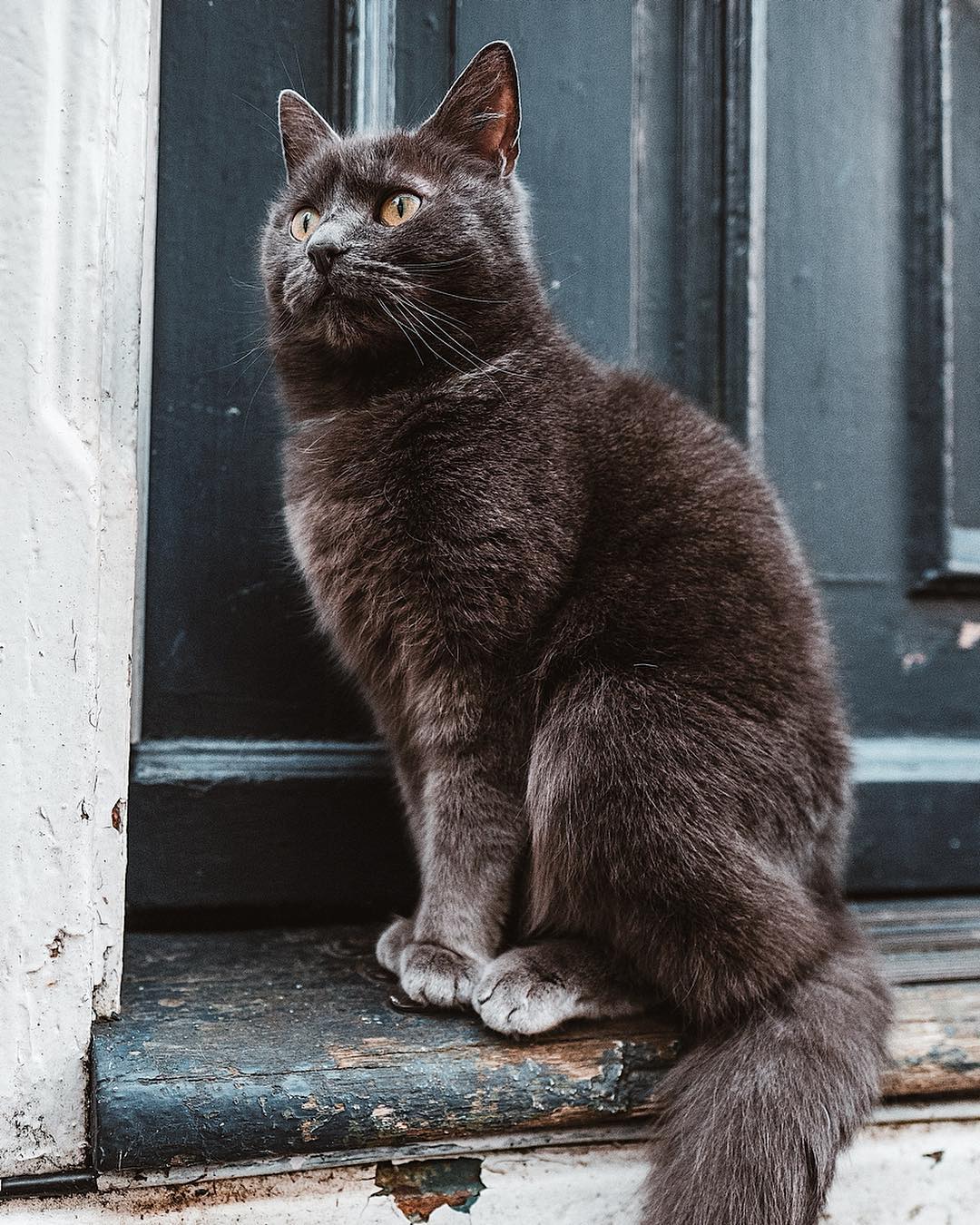 Фото Кошка сидит на пороге дома, by eirikbjo