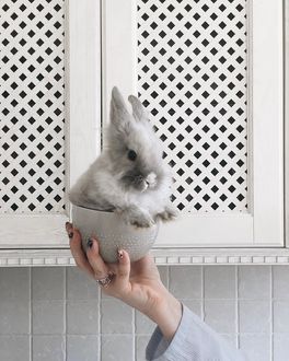 Почему кролики лижут и что означает это поведение