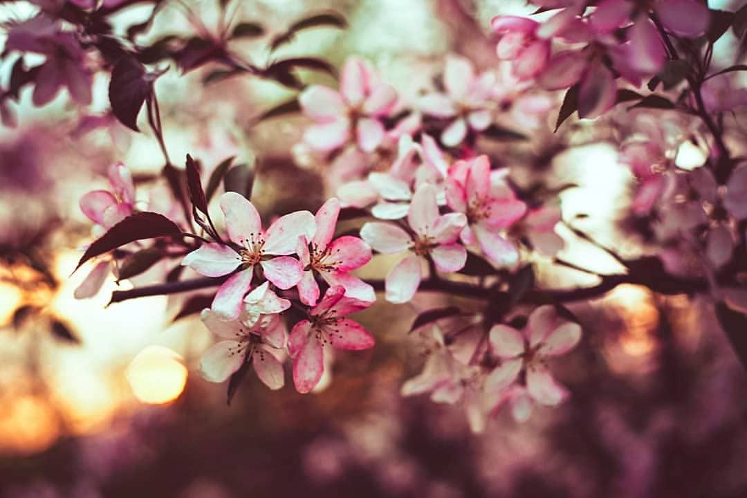 Фото Цветущие весенние ветки, by baxiaart