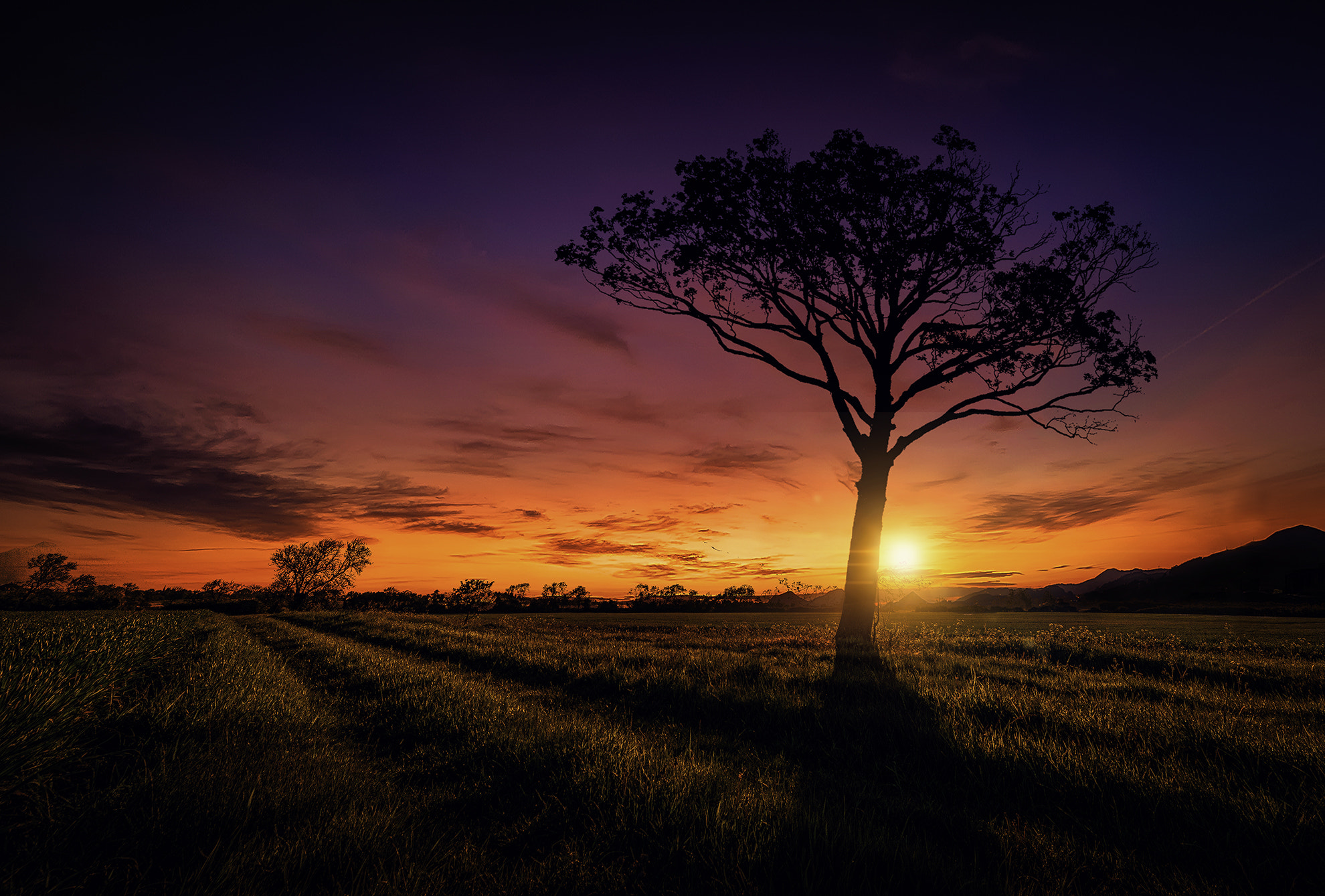 Фото Дерево в поле на фоне заката, by Saydani Hmetosche