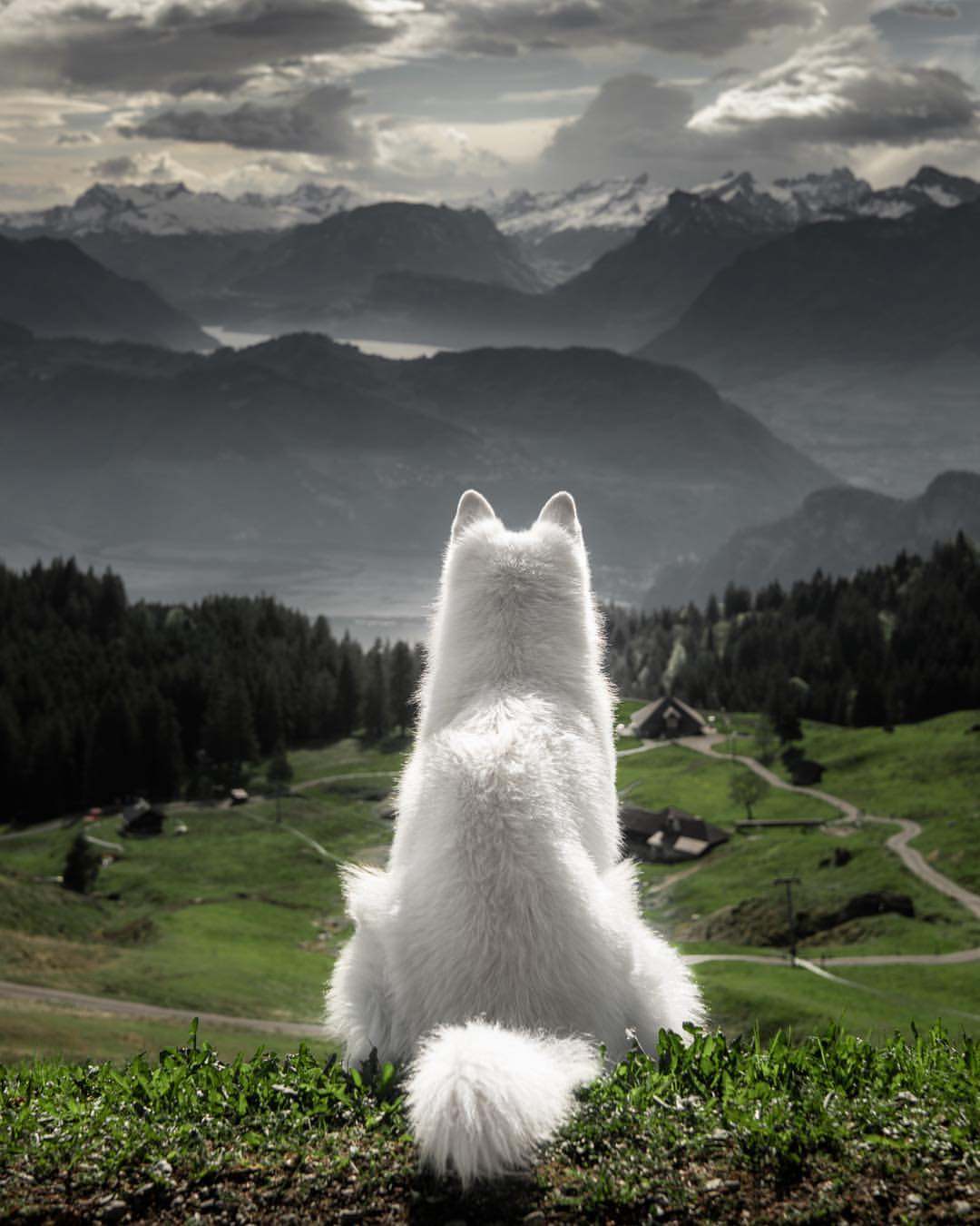 Фото Собака породы лайка на фоне природы, by rastawhiteshepherd