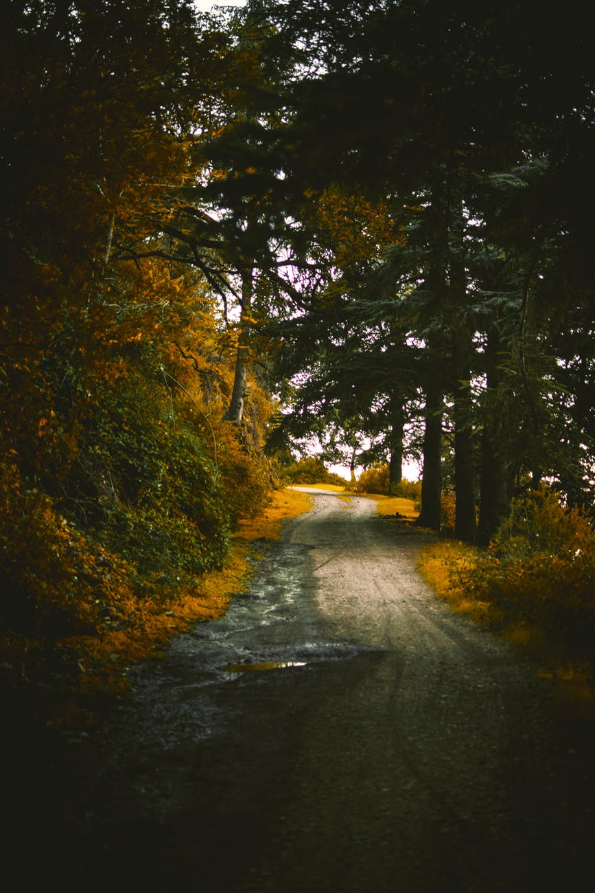 Фото Дорога, ведущая через осенний лес, фотограф Amine MSiouri