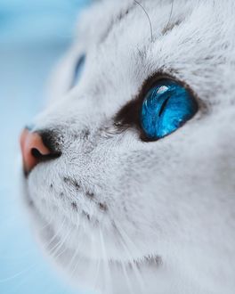 Фото Кошачья мордочка, by lyo. thecat